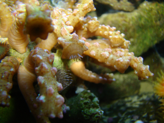  Isaurus tuberculatus (Snake Polyps, Warty Sea Mat)